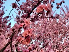 -白塘生态植物园