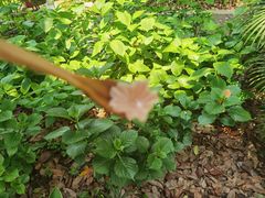 -谷咖啡·鲜花绿植花园餐厅