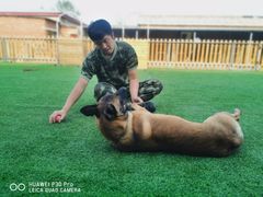 -北京京卫宠物寄养训练中心