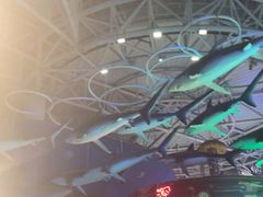 -烟台海昌鲸鲨海洋公园