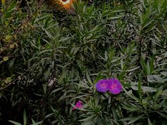 -三圣花乡旅游区