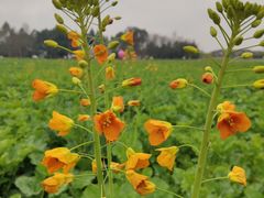 -中国天府农业博览园