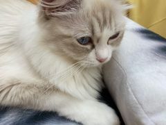 -瞄一喵猫咖(格力海岸店)