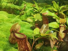 -国家植物园南园