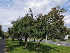 -莫斯科大学