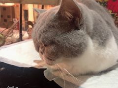 -more than meow吴止猫主题餐厅(承德 中船汇店)