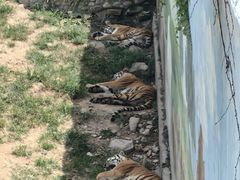 -西霞口神雕山野生动物世界