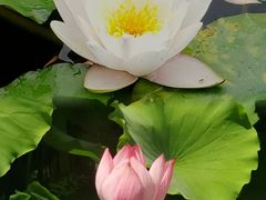 -荷塘月色湿地公园·向阳花洲