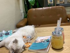 -藏猫猫咖啡主题馆(中央大道店)