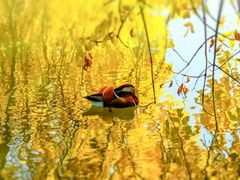 -北京大学百年讲堂