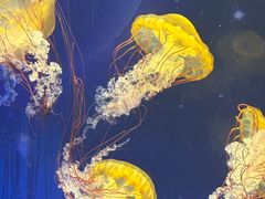 -海合安武汉极地海洋公园