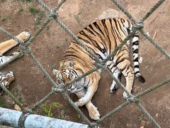 -西霞口神雕山野生动物世界