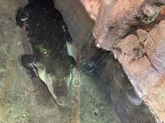 -迪拜水族馆及水下动物园