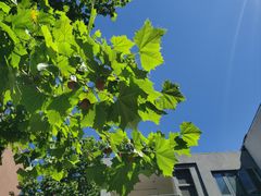 -吉而慧幼儿园-原红黄蓝幼儿园(世华水岸园)