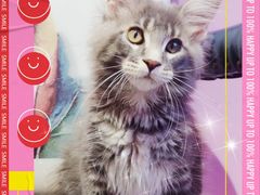 -70cat德文卷毛猫·缅因猫纯种猫舍