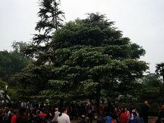 -洛阳市牡丹公园