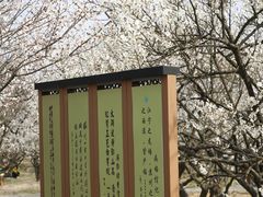 -香雪海