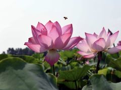 -青城公园
