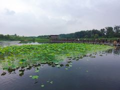 -溱湖国家湿地公园