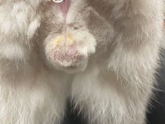 -瑞鹏宠物医院·内科·中兽医·骨科(苗圃店)