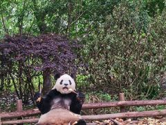 景点-成都大熊猫繁育研究基地