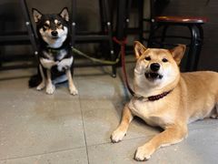 -柚下次·关东煮
