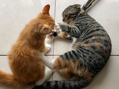 -平行世界·猫咖(首经贸店)