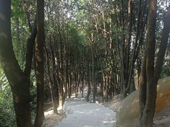 -火炉山森林公园