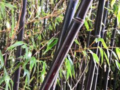 -南诏风情岛