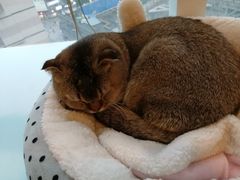 -遇见羊驼·奶狗咖·布偶猫咖·法斗柯基柴犬阿拉斯加(春熙路太古里IFS店)