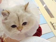 -中农国际动物医院24小时·猫科·骨科·急重症中心
