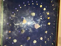 -青岛贝壳博物馆