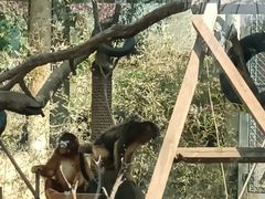 -合肥野生动物园