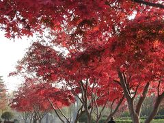 -洨河生态公园