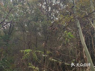 对于这个山，那就真的个野字，野生停车场，野生楼梯