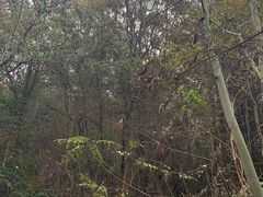 -素山寺森林公园