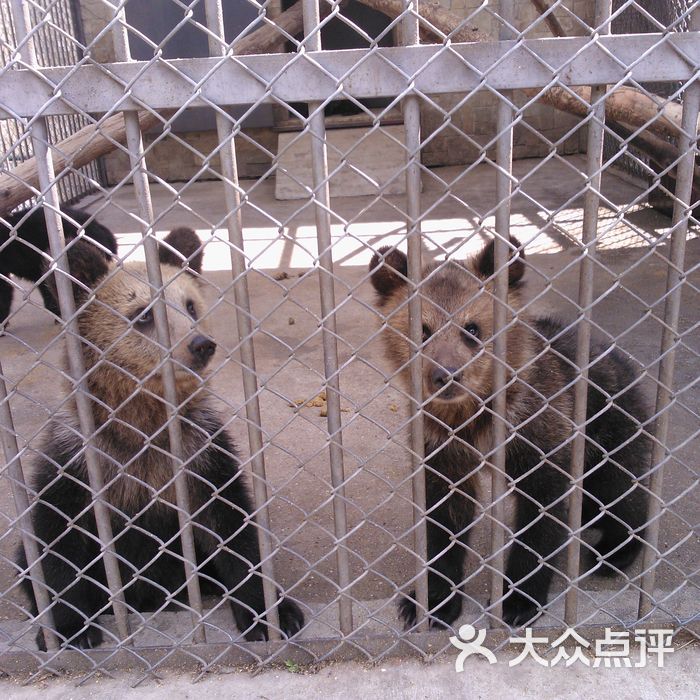 北方森林动物园wp_007254图片-北京动物园-大众点评网