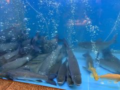 -淘米捞·米汤脆鲩鱼火锅(福田皇岗店)