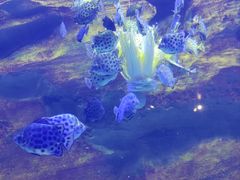 -珠海长隆海洋王国