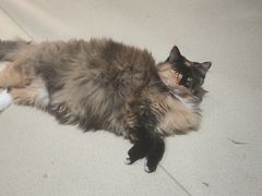 -藏猫猫咖啡主题馆(中央大道店)