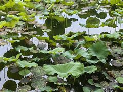 -无锡蠡湖国家湿地公园-蠡园
