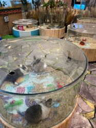 -卡通尼·Safari非洲探索乐园·生日会(金桥国际商业广场店)