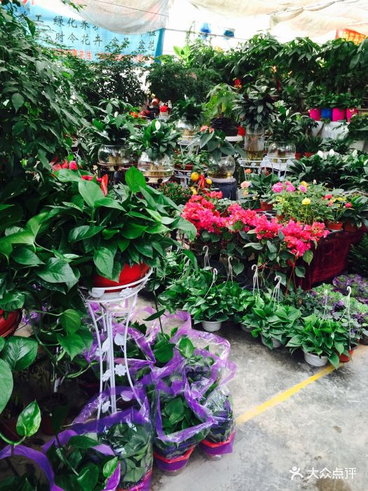 秦美花卉市场-图片-西安购物-大众点评网