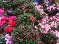 -秦美花卉(天朗·莱茵小城2期店)