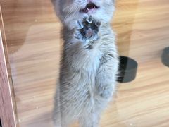-猫十亿·布偶金渐层·曼基康矮脚猫舍(青年路店)