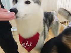 -Husky Go! 哈士奇体验馆·宠物咖啡厅狗咖