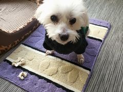 -欧奕国际动物医院