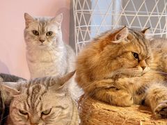 -猫儿山۰猫主题餐厅