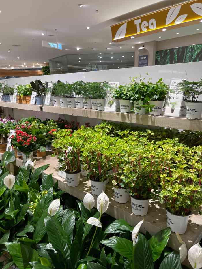 鹿岛园艺(朝天门来福士店)-"开在来福士里面的生活小集市,里面有各种