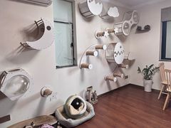 -楼上猫咖(罗湖店)